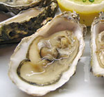 Oysters large icon