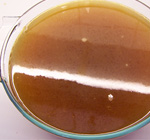 Lamb Stock large icon