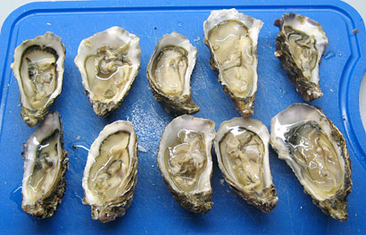 the shucked oysters