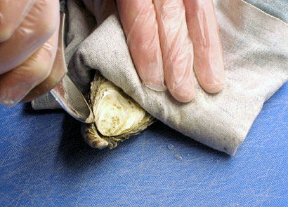 positioning the oyster shuck